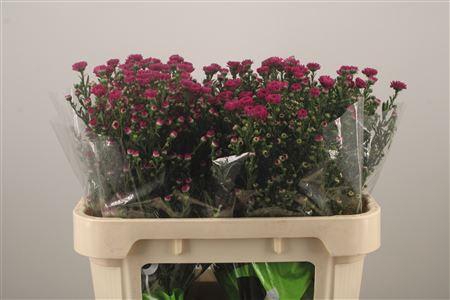 <h4>Ast Nb Do Da Pink</h4>