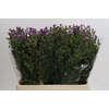Aster Casarosa