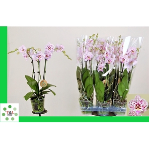 PHAL OV