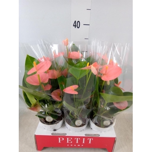 Anthurium andr. 'Spirit'