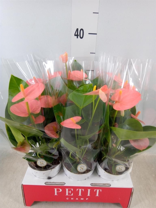 <h4>Anthurium andr. 'Spirit'</h4>