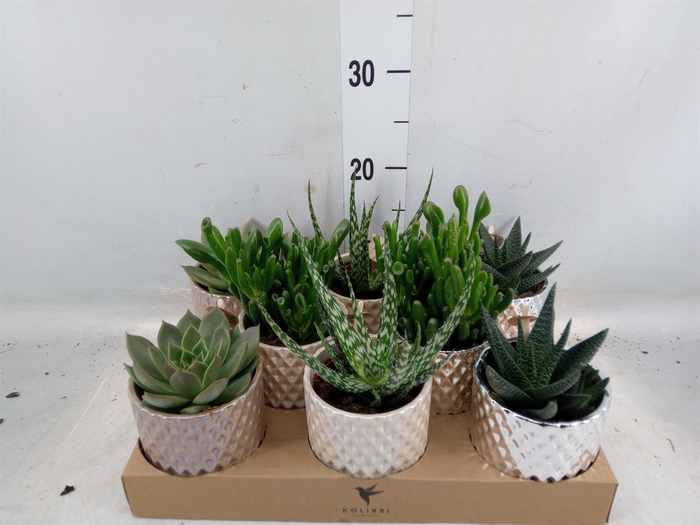 <h4>Succulents   ...mix 3</h4>