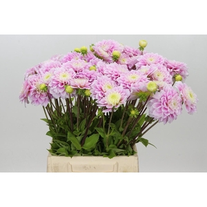Dahlia Sweet Love