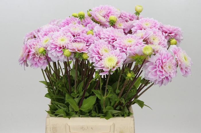 <h4>Dahlia Sweet Love</h4>