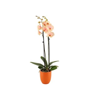 Hugo Manderin Phal I Am Sunshine 2T14+