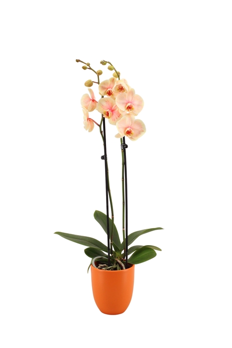 <h4>Hugo Manderin Phal I Am Sunshine 2T14+</h4>