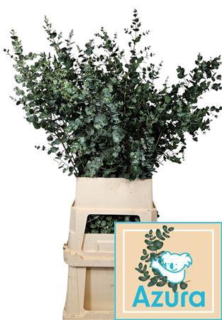 <h4>EUCA GUNNY AZURA</h4>