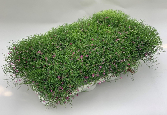<h4>Gypsophila Mu Gypsy Pink</h4>