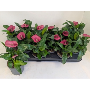 ZANT ROYAL VALENTINE