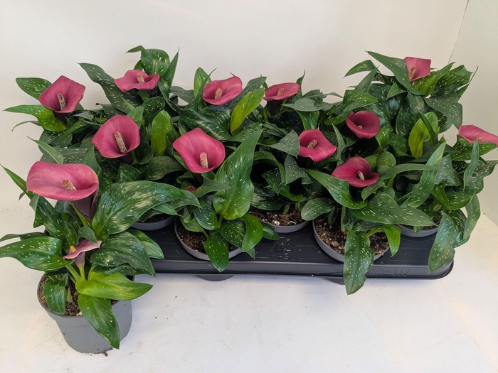 <h4>ZANT ROYAL VALENTINE</h4>