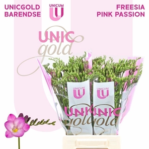 Freesia enk Pink Passion