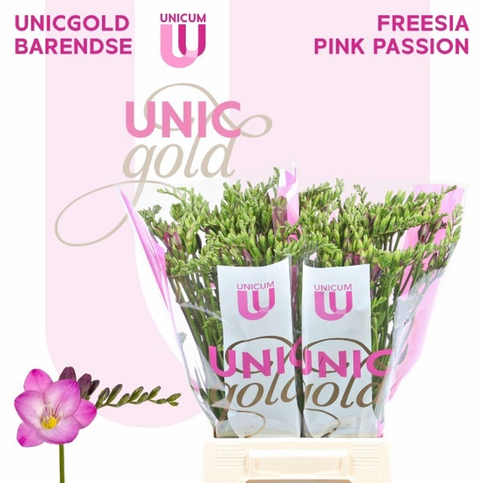 <h4>Freesia enk Pink Passion</h4>