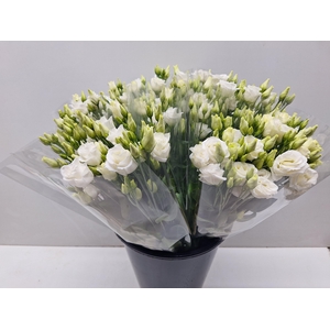 Mono Lisianthus Double wit x5