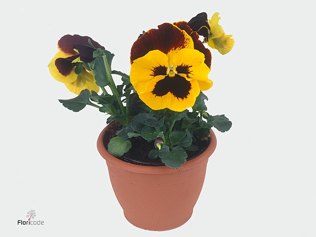 Viola wr. 'Alpha Red Wing'