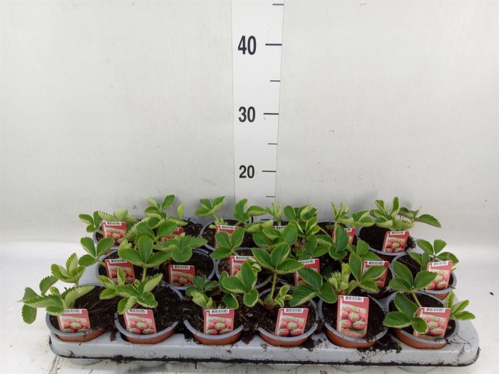 <h4>Fragaria   ...</h4>