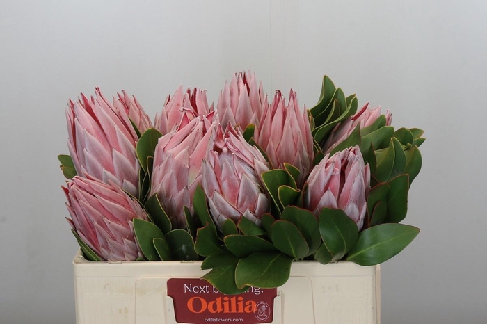 <h4>PROTEA CYNAROIDES</h4>