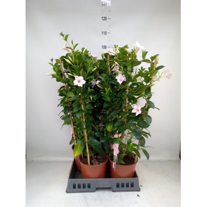 Mandevilla sand. 'SumStar Pink Tou'