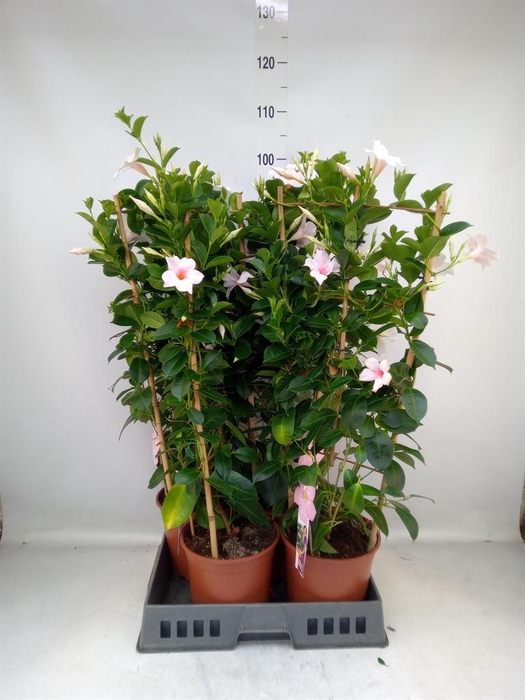 <h4>Mandevilla sand. 'SumStar Pink Tou'</h4>