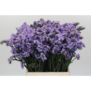 Limonium sinuatum Donau Birds