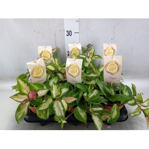 Hoya carnosa 'Tricolor'