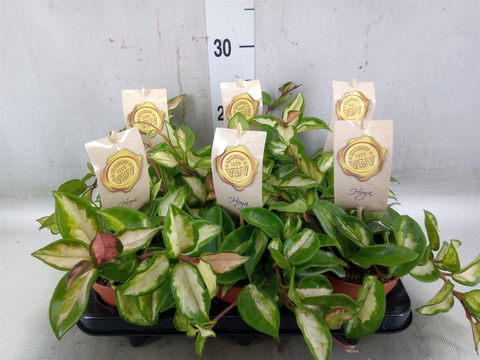 <h4>Hoya carnosa 'Tricolor'</h4>