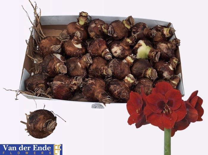 <h4>BLOEMBOL HIPPEASTRUM</h4>