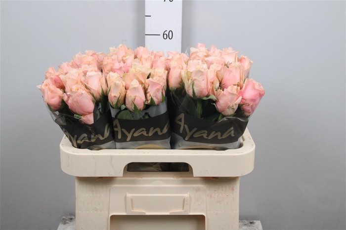 <h4>R Gr Pretty Pillow</h4>