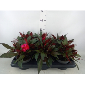 Impatiens NG 'ColPow Lavender Flam'