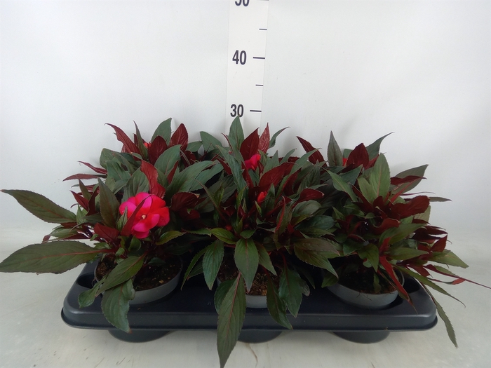 <h4>Impatiens NG 'ColPow Lavender Flam'</h4>