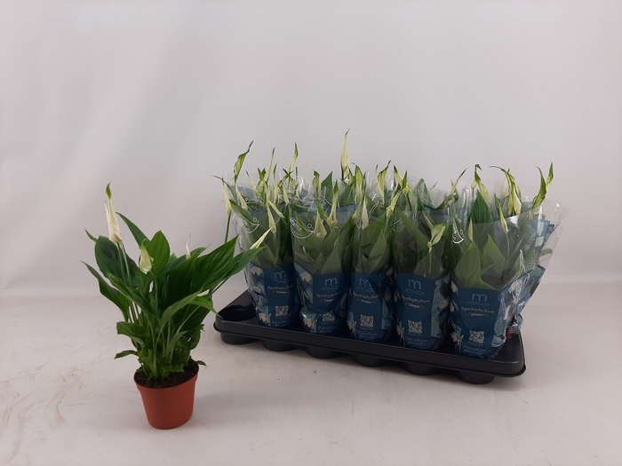 <h4>SPATH CHOPIN</h4>