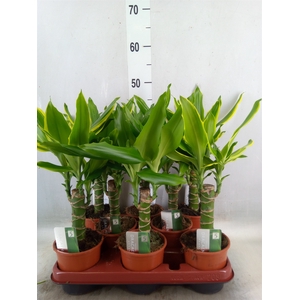 Dracaena frag.   ...mix 3