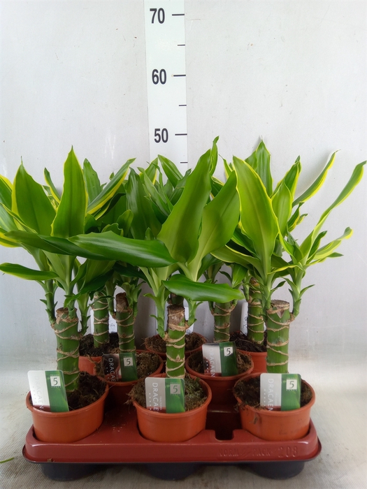 <h4>Dracaena frag.   ...mix 3</h4>