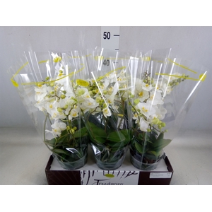 Phalaenopsis multi.   ...white