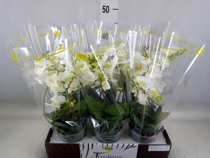 <h4>Phalaenopsis multi.   ...white</h4>