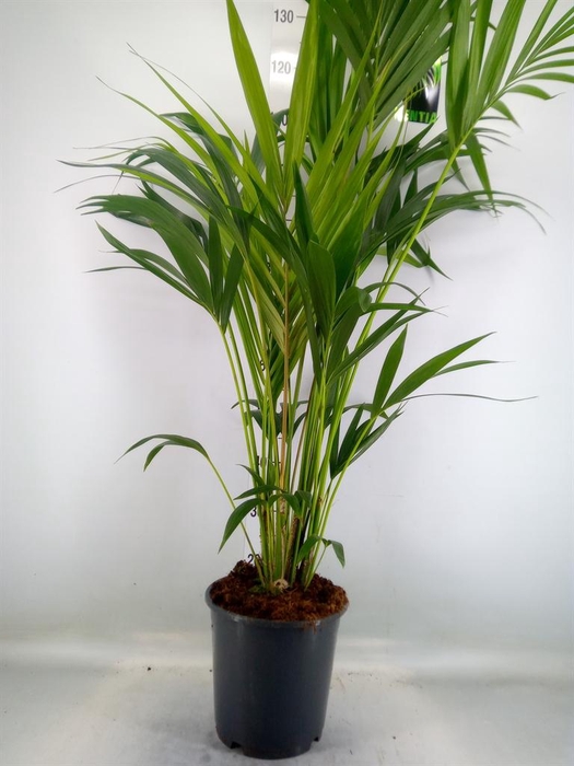 <h4>Howea forsteriana</h4>