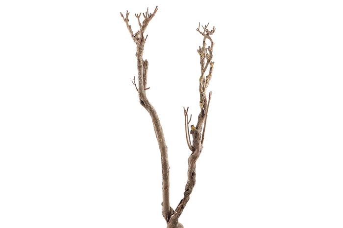 <h4>Syringa Branch Super Bach</h4>