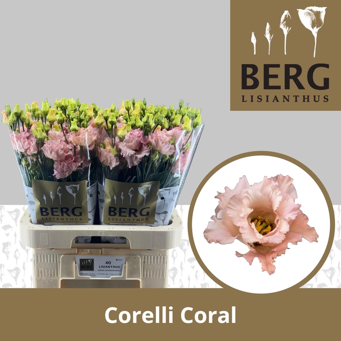 <h4>Lisianthus Corelli Coral</h4>