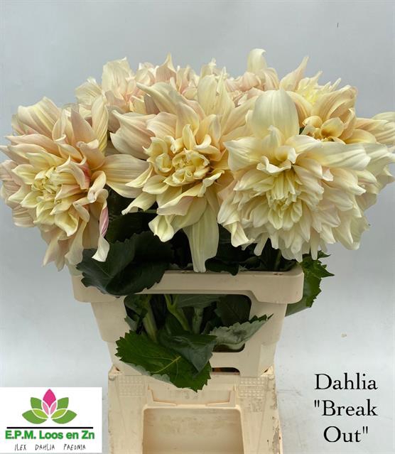 Dahlia Breakout