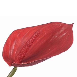 Anthurium Red