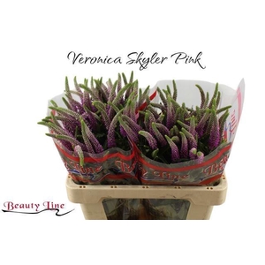 VERON L SKYLER PINK