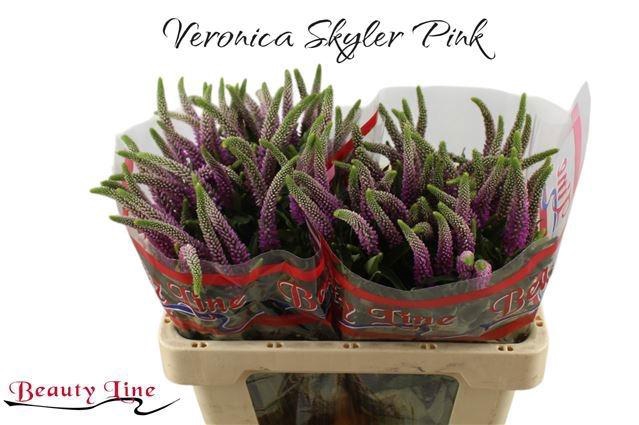 <h4>VERON L SKYLER PINK</h4>