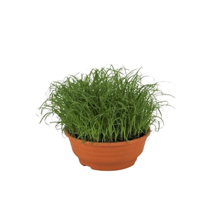 Cyperus alternifolius 'Zumula'