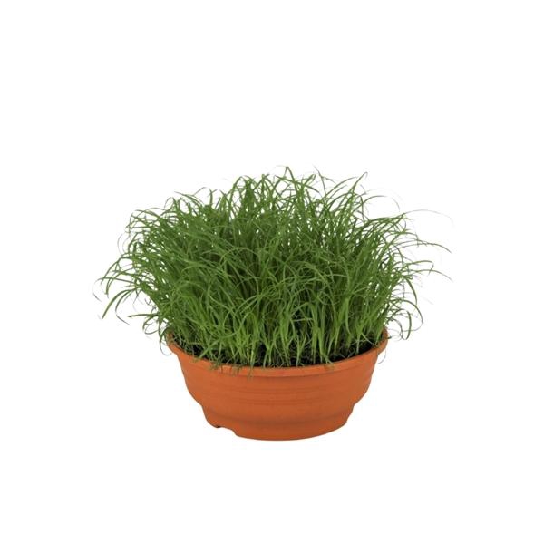 <h4>Cyperus alternifolius 'Zumula'</h4>