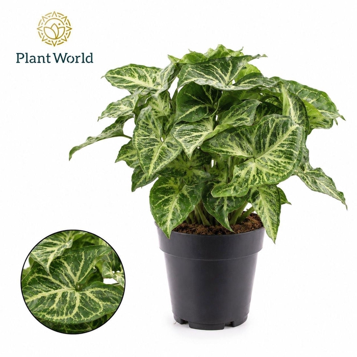 Syngonium