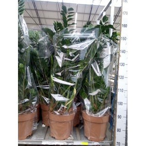 Zamioculcas zamiifolia