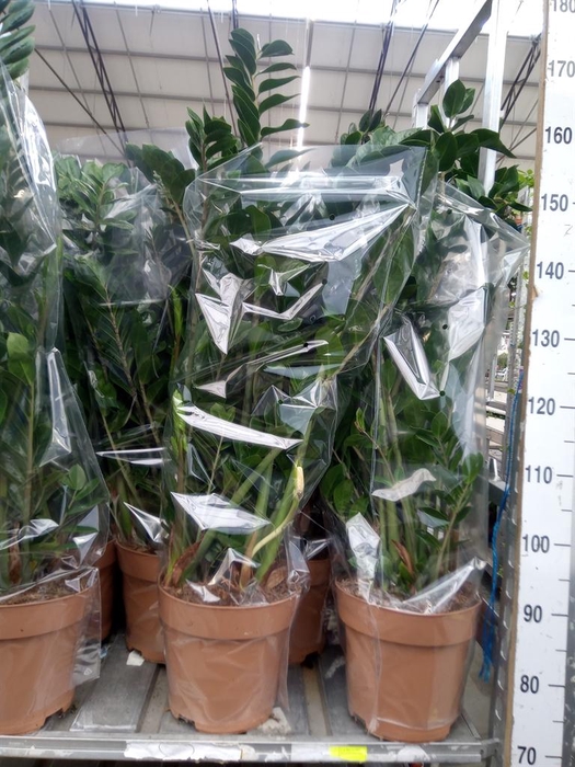 <h4>Zamioculcas zamiifolia</h4>