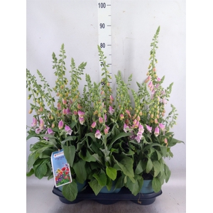 Digitalis purp. 'Lucas'