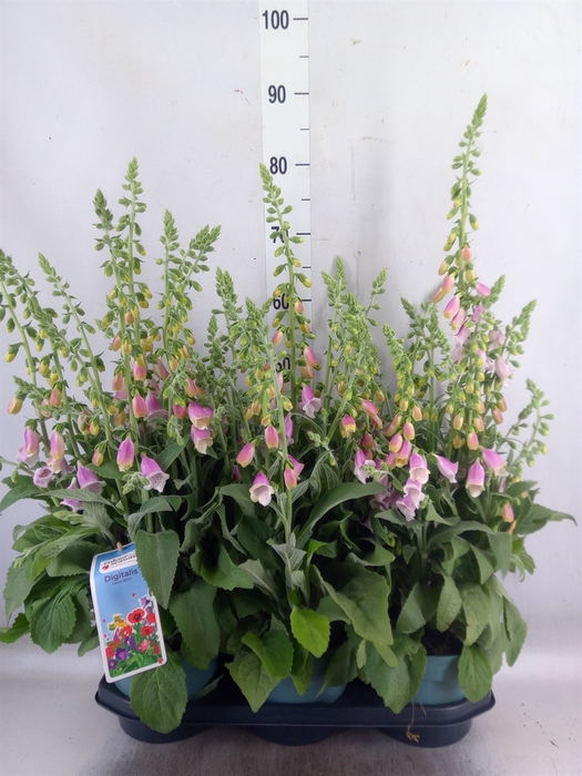<h4>Digitalis purp. 'Lucas'</h4>
