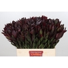 Leucadendron Saf Sunset Dark R.