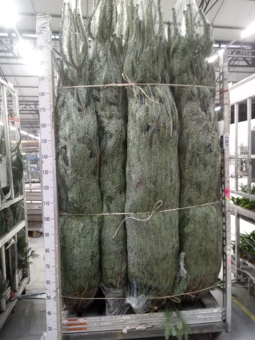 <h4>Abies nordman.</h4>